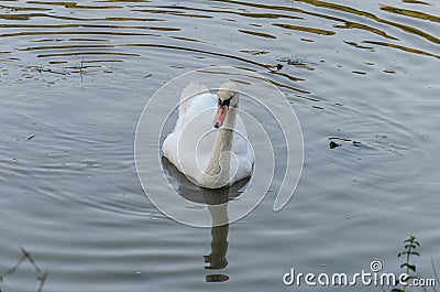 White swan swims in the lake with small turtles Stock Photo