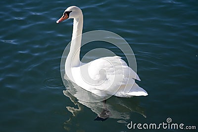 White swan on water Stock Photo