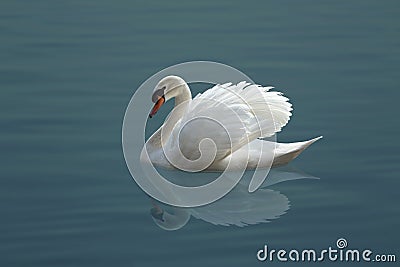 White swan Stock Photo