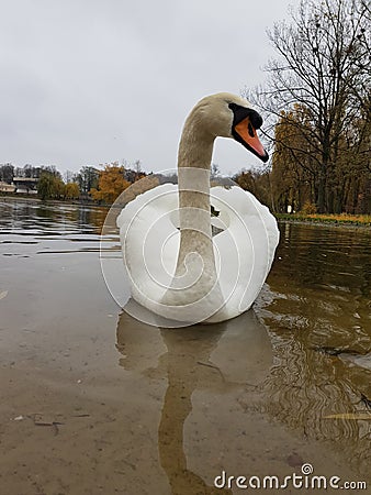 White swan on the water Stock Photo