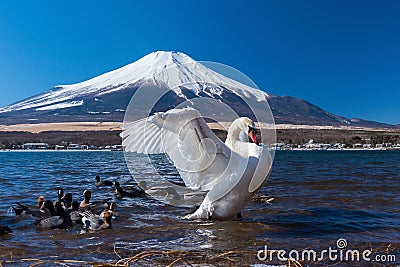 White swan in yamanaka lake Stock Photo