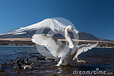 White swan in yamanaka lake Stock Photo