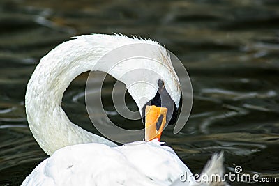 White swan in the water Stock Photo