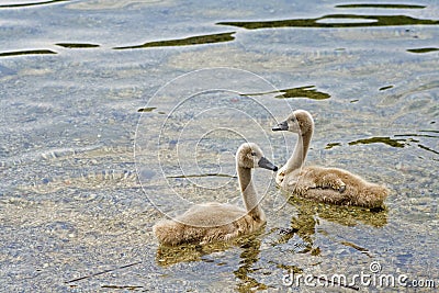 White Swans Stock Photo