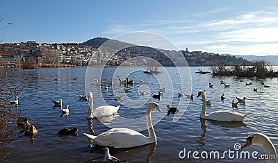 White swans in front of Kastoria town at the Orestiada lake in Greece Stock Photo