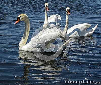 White swans gracefully floating on the blue surface of the lake Stock Photo