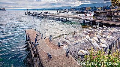 White swans and gray doves on the shore of Zurichsee lake. Gloomy morning cityscape of Zurich town. Stock Photo