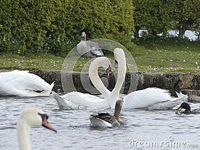 White swans, mallards and geese at a lake Stock Photo