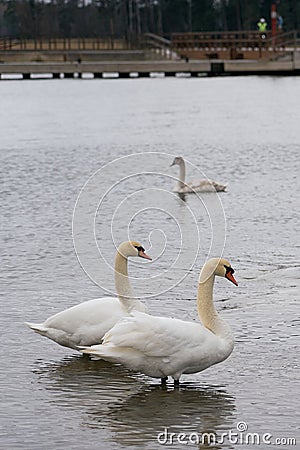 White swans by the sea in Finland. Stock Photo