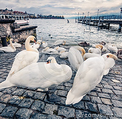 White swans on the shore of Zurichsee lake. Gloomy morning cityscape of Zurich town. Stock Photo