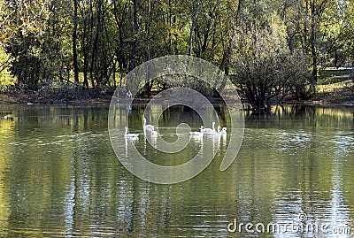 White swans in a small lake in Bundek city park Stock Photo