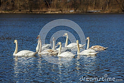 White swans swim on the lake Stock Photo