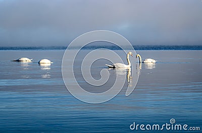 White swans swimming near the coast of Baltic sea on a misty day Stock Photo