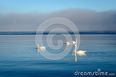 White swans swimming near the coast of Baltic sea on a misty day Stock Photo