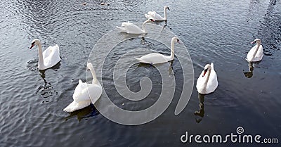 White swans swimming in the river. Stock Photo