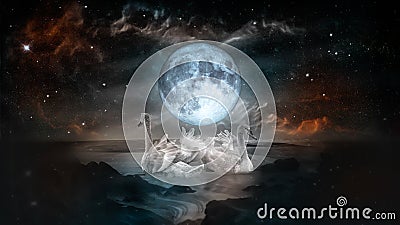 White swans under the fool moon Stock Photo