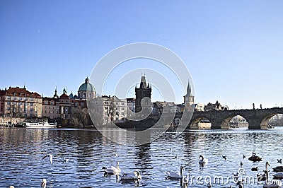 White swans on the Vltava river near Charles Bridge in Prague Czech Republic Stock Photo