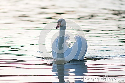 White swans in the water photo in contre-jour Stock Photo
