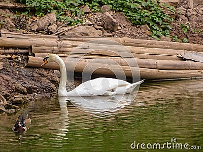 White swansand wood duck.jpg Stock Photo