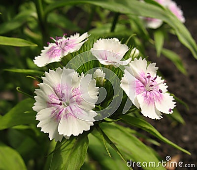 White sweet william Stock Photo