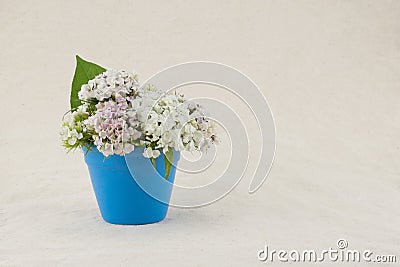 White sweet william flowers Stock Photo