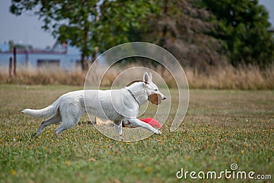 White Swiss Shepherd Stock Photo