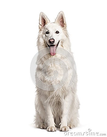 White Swiss Shepherd Dog, isolated Stock Photo