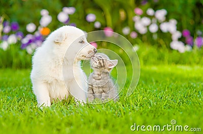 White Swiss Shepherd`s puppy kissing kitten on green grass Stock Photo