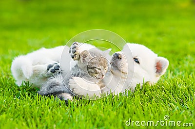 White Swiss Shepherd`s puppy playing with tiny kitten on green grass Stock Photo