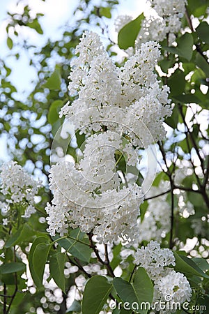 White Syringa Vulgaris blossoming in summer Stock Photo