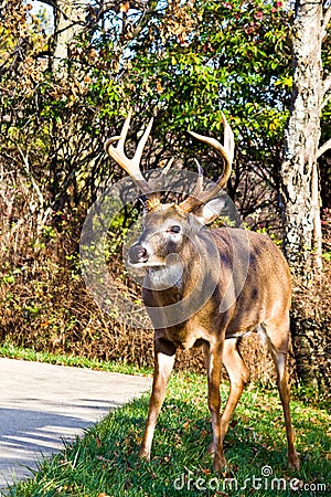 White Tail Buck Stock Photo