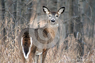 White Tail Deer Stock Photo