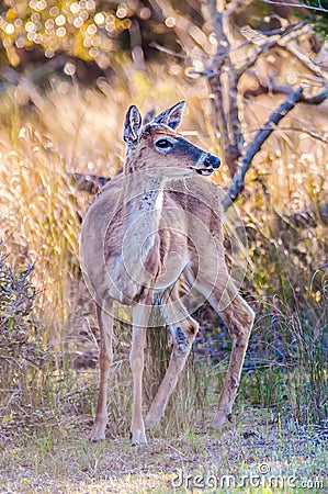 White tail deer bambi Stock Photo