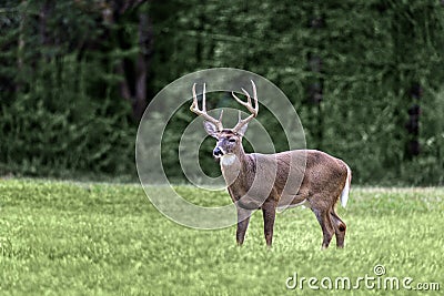 White Tail Deer Buck With Copy Space Stock Photo