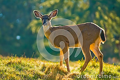 White Tail Deer in a meadow Stock Photo