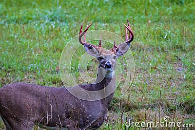 White-tailed Buck Odocoileus virginianus with blood stained antlers from the freshly shed velvet. Stock Photo