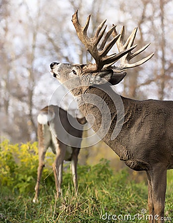 White-tailed buck in rut Stock Photo