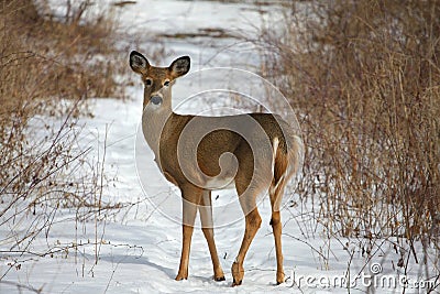 White-tailed Deer Stock Photo