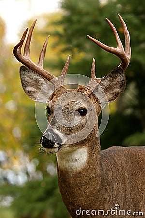 White Tailed Deer Stock Photo