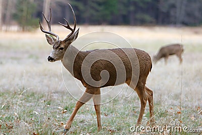 White-tailed Deer Stock Photo