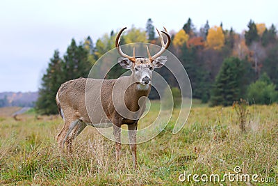 White-tailed deer buck Stock Photo