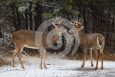 White-tailed deer buck Stock Photo