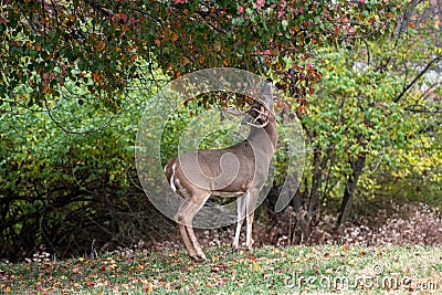 White-tailed deer buck in fall Stock Photo