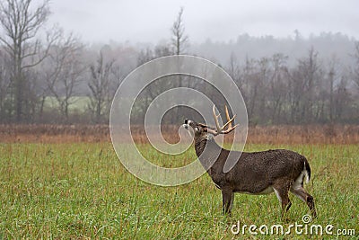 White-tailed deer buck in rain Stock Photo