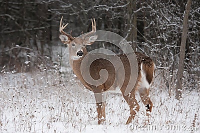 White-tailed deer buck in the winter snow Stock Photo