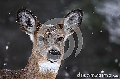 White-tailed deer portrait in the falling snow in winter in Canada Stock Photo