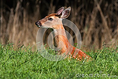 White-tailed Deer Fawn Stock Photo