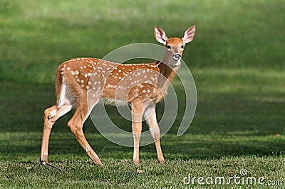 White-tailed Deer Fawn Stock Photo