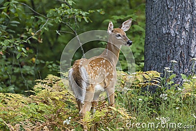 White-tailed Deer fawn in a forest clearing - Ontario, Canada Stock Photo