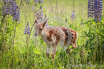 White-Tailed Deer Fawn Odocoileus virginianus Facing Left Stock Photo